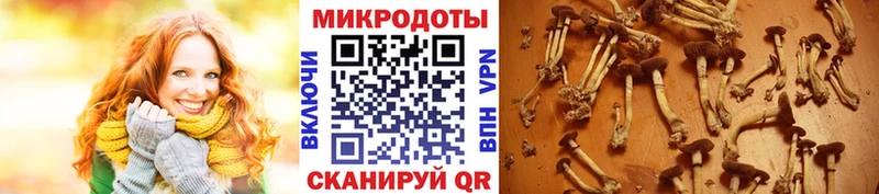 Купить закладки  Лиски  Галлюциногенные грибы GOLDEN TEACHER 